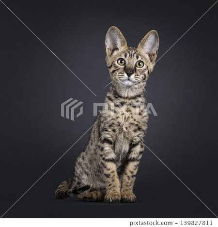 Brown spotted cat on black background Brown spotted cat on black background 139827811