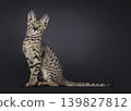 Brown spotted cat on black background 139827812