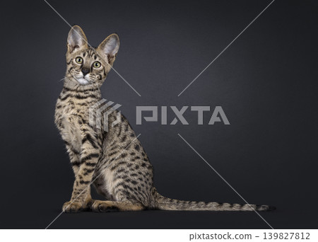Brown spotted cat on black background Brown spotted cat on black background 139827812