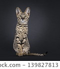 Brown spotted cat on black background 139827813