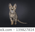 Brown spotted cat on black background 139827814