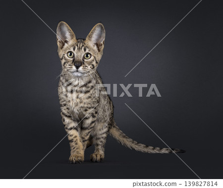 Brown spotted cat on black background Brown spotted cat on black background 139827814