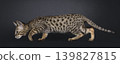 Brown spotted cat on black background 139827815
