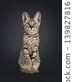 Brown spotted cat on black background 139827816