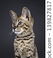Brown spotted cat on black background 139827817