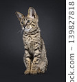 Brown spotted cat on black background 139827818