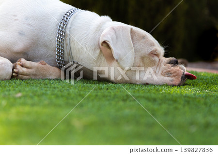 Peaceful boxer dog lying down in the grass sleeping Peaceful boxer dog lying down in the grass sleeping 139827836