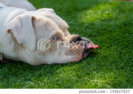 White boxer dog sleeping on grass with tongue out White boxer dog sleeping on grass with tongue out 139827837