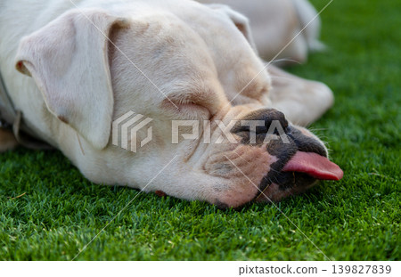 Relaxed white boxer resting in the grass during a sunny day Relaxed white boxer resting in the grass during a sunny day 139827839