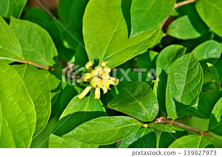 冬茉莉的黃綠色花朵(春季,五月) 冬茉莉的黃綠色花朵(春季,五月) 139827973