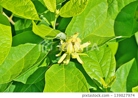 冬茉莉的黃綠色花朵(春季,五月) 冬茉莉的黃綠色花朵(春季,五月) 139827974