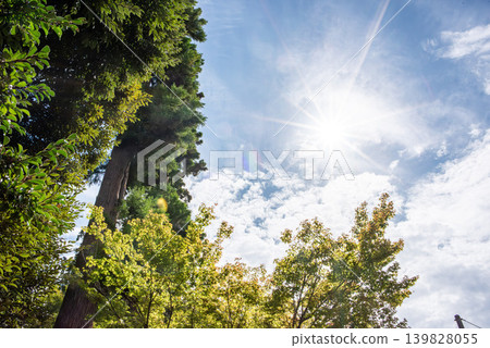 Early summer blue sky and fresh green trees 139828055