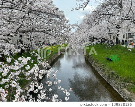 Cherry blossoms blooming along the river full bloom Cherry blossoms blooming along the river full bloom 139828126