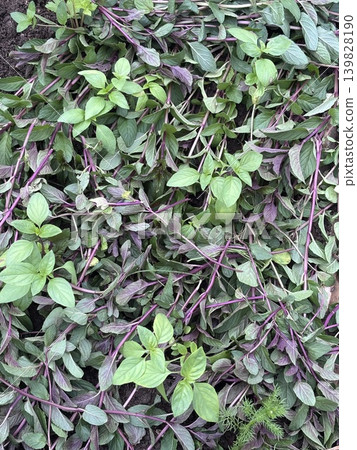 Holy basil and black peppermint Holy basil and black peppermint 139828190