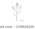 Lavender color illustration 139828200