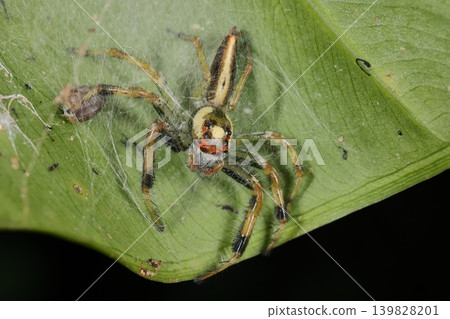 一隻活物,一隻跳蛛(Platypleura kaempferi),棲息在一張錯綜複雜的蛛網之下。它似乎正在自己的巢穴中休憩。 一隻活物,一隻跳蛛(Platypleura kaempferi),棲息在一張錯綜複雜的蛛網之下。它似乎正在自己的巢穴中休憩。 139828201