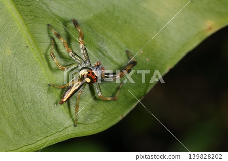 Creature: Spider, *Platypleura kaempferi*, pale in color and with modest palps. It appears to be an immature male. Creature: Spider, *Platypleura kaempferi*, pale in color and with modest palps. It appears to be an immature male. 139828202