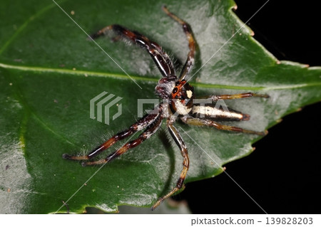 生物:蜘蛛,*Platypleura kaempferi*,體長約 8 毫米。雄性,擁有令人印象深刻的長腿。 生物:蜘蛛,*Platypleura kaempferi*,體長約 8 毫米。雄性,擁有令人印象深刻的長腿。 139828203