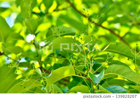 Small green berries of the Chionanthus retusus tree (spring, May) Small green berries of the Chionanthus retusus tree (spring, May) 139828207