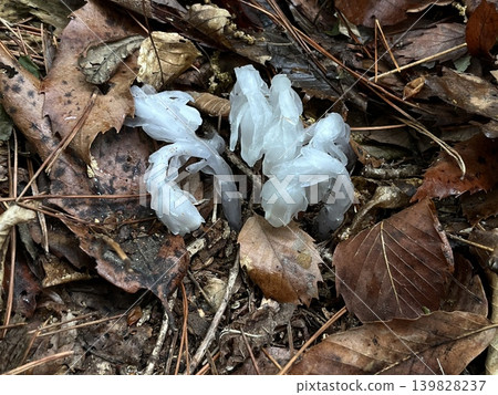 Monotropa uniflora appears in the forest before the rainy season. Monotropa uniflora appears in the forest before the rainy season. 139828237