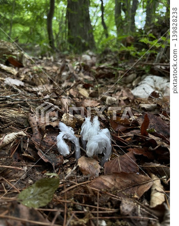 Monotropa uniflora appears in the forest before the rainy season. Monotropa uniflora appears in the forest before the rainy season. 139828238