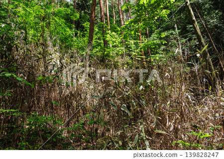 The bamboo grass flowers, which bloomed all at once for the first time in 120 years, and the withered bamboo leaves. The bamboo grass flowers, which bloomed all at once for the first time in 120 years, and the withered bamboo leaves. 139828247