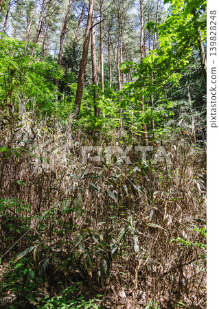 The bamboo grass flowers, which bloomed all at once for the first time in 120 years, and the withered bamboo leaves. The bamboo grass flowers, which bloomed all at once for the first time in 120 years, and the withered bamboo leaves. 139828248