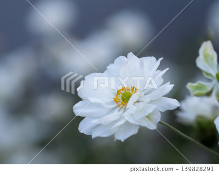 美麗的白色雛菊 美麗的白色雛菊 139828291