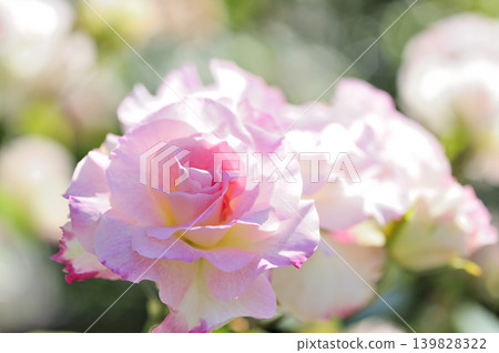 Close-up of roses Close-up of roses 139828322