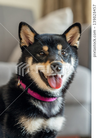 Happy Shiba Inu dog portrait with pink collar at home, cute pet close-up 139828457