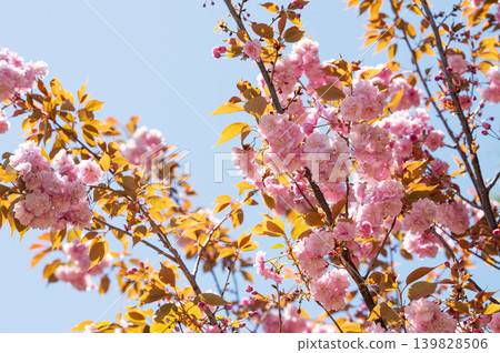 Pink cherry blossoms against a blue spring sky 139828506