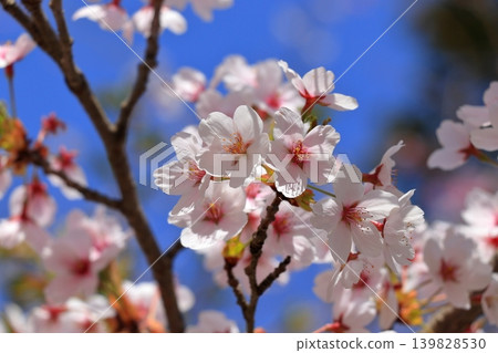 Beautiful Japanese scenery with cherry blossoms in bloom | The contrast between the blue sky and the cherry blossoms Beautiful Japanese scenery with cherry blossoms in bloom | The contrast between the blue sky and the cherry blossoms 139828530
