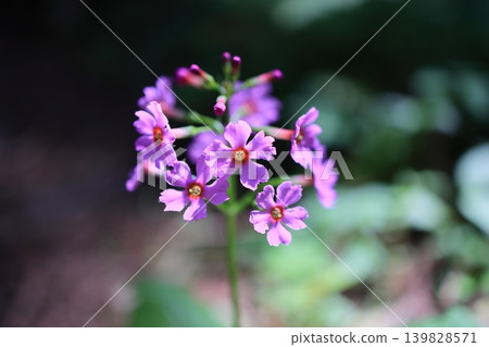 日本櫻草花 日本櫻草花 139828571
