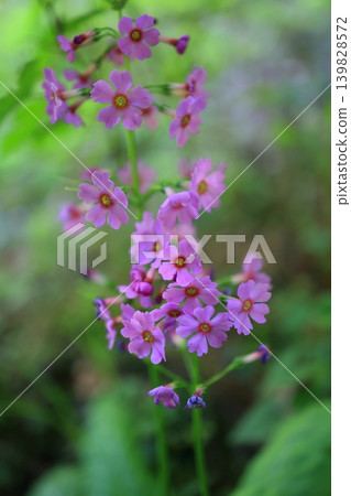 日本櫻草花 日本櫻草花 139828572