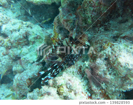 獅子魚在海洋中游動 獅子魚在海洋中游動 139828593