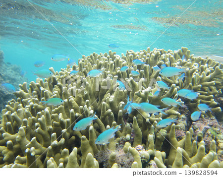 Numerous damselfish swarm around the coral reef. Numerous damselfish swarm around the coral reef. 139828594