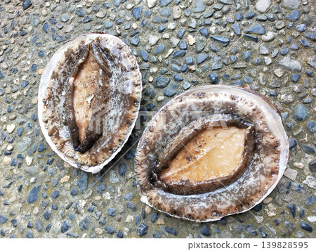 Abalone (a type of fish) Abalone (a type of fish) 139828595