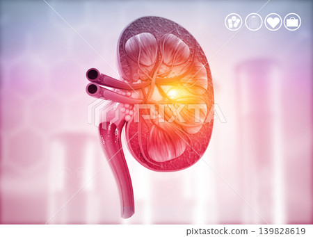 Human kidney cross section Human kidney cross section 139828619