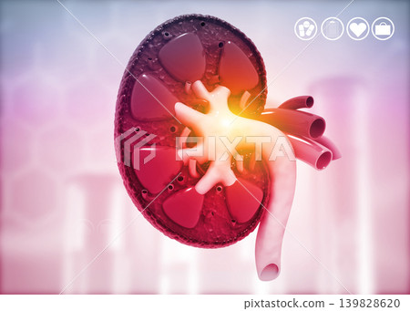 Human kidney cross section Human kidney cross section 139828620