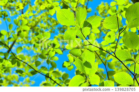 五顏六色的精采葉子新鮮的葉子 五顏六色的精采葉子新鮮的葉子 139828705