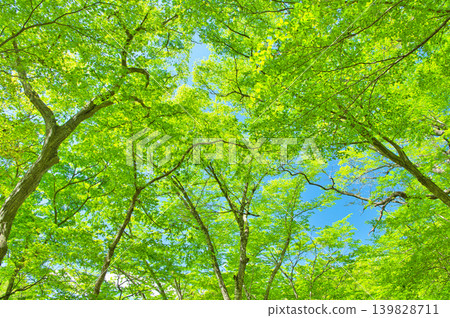 Nasushiobara City, Tochigi Prefecture: The lush forest scenery of Nasushiobara. Nasushiobara City, Tochigi Prefecture: The lush forest scenery of Nasushiobara. 139828711