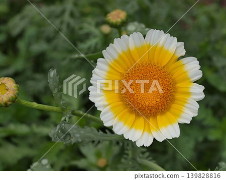 菊花生命週期的照片 菊花生命週期的照片 139828816
