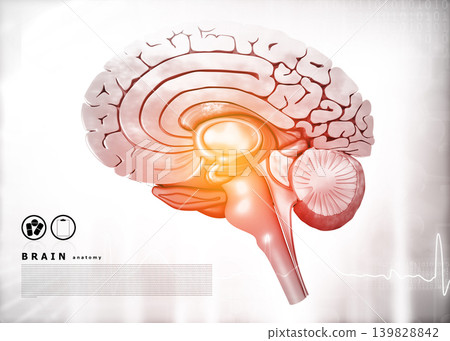 Cross section of human brain on medical background Cross section of human brain on medical background 139828842
