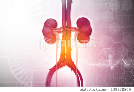 Human kidney on scientific background Human kidney on scientific background 139828869