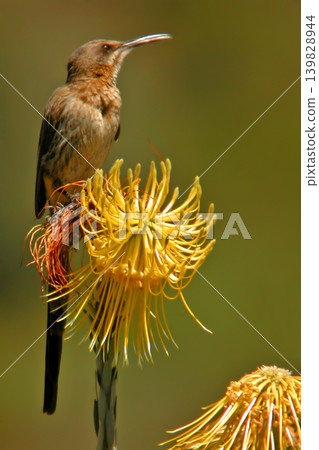 Vertical of a Cape Sugarbird, Promerops cafer, perched 139828944