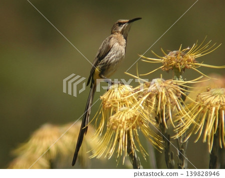 Cape Sugarbird, Promerops cafer, perched on flower Cape Sugarbird, Promerops cafer, perched on flower 139828946