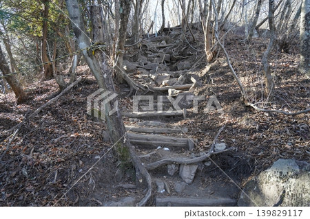 Climbing Mt. Mizusawa in Shibukawa City. The climb from Oyasumiishi to the summit is tough. January 9, 2026 Climbing Mt. Mizusawa in Shibukawa City. The climb from Oyasumiishi to the summit is tough. January 9, 2026 139829117
