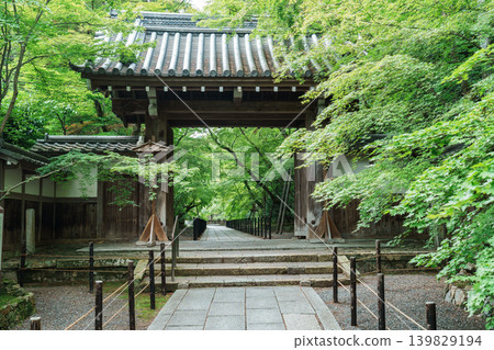 Maple-leaf approach to the shrine surrounded by fresh greenery Maple-leaf approach to the shrine surrounded by fresh greenery 139829194