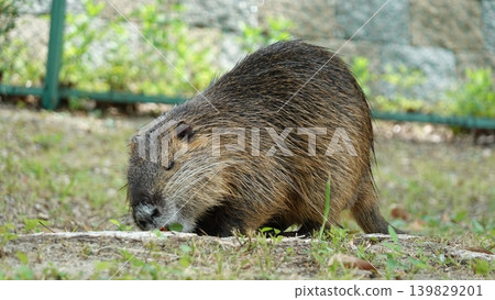 Nutria, a designated invasive alien species. Nutria, a designated invasive alien species. 139829201