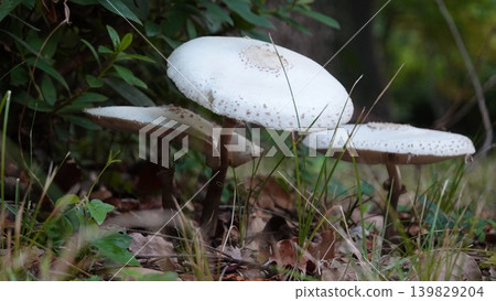 White mushroom White mushroom 139829204